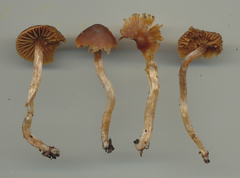 Cortinarius aurae