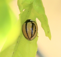 Cheilomenes propinqua