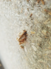 Psychidae