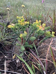 Euphorbia ericoides