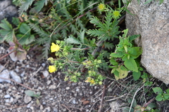 Potentilla chinensis