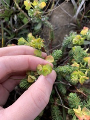 Euphorbia ericoides