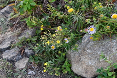 Potentilla chinensis