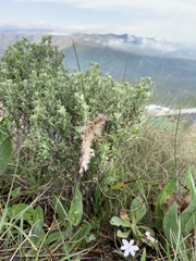 Holothrix scopularia