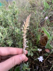 Holothrix scopularia