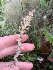 Holothrix scopularia