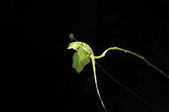 Pseudocalotes tympanistriga