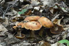 Cortinarius quercophilus