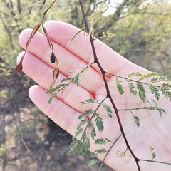 Vachellia constricta