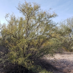 Vachellia constricta