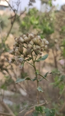 Pluchea indica