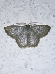 Chloropteryx opalaria