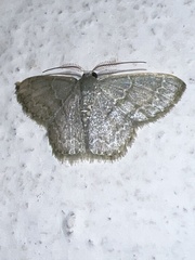 Chloropteryx opalaria
