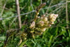 Asparagus aphyllus