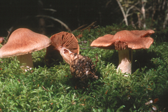 Cortinarius malachius