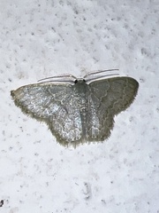 Chloropteryx opalaria