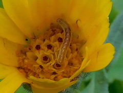 Cucullia calendulae