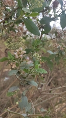 Pluchea indica