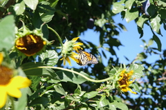 Danaus plexippus