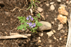 Phacelia congesta