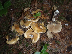 Cortinarius turmalis