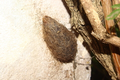 Saturnia pyri