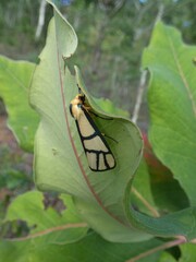 Anaphosia cyanogramma