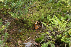 Craterellus lutescens