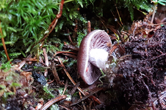 Cortinarius comptulus