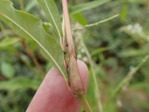 Persicaria punctata
