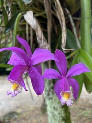 Cattleya