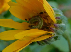 Cucullia calendulae
