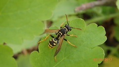 Polistes nimpha