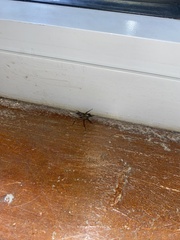 Herpyllus propinquus