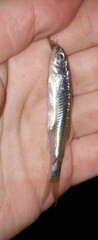 Notropis atherinoides