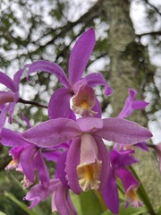 Cattleya