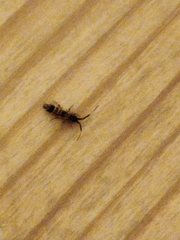 Orchesella flavescens