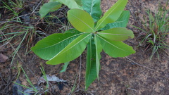 Terminalia brachystemma