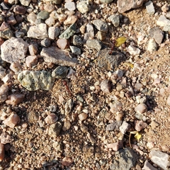 Novomessor albisetosus