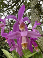 Cattleya