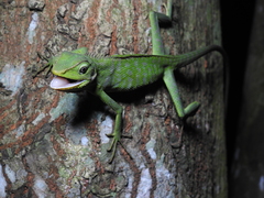 Bronchocela jubata