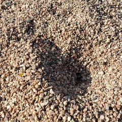 Novomessor albisetosus