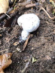 Entoloma abortivum