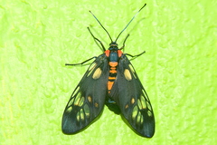 Trypanophora semihyalina