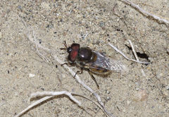 Copestylum marginatum