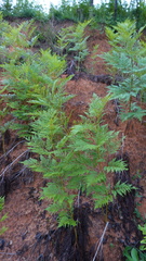 Pteridium centrali-africanum