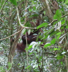 Pongo pygmaeus morio