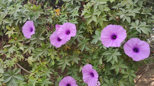 Mile-a-minute vine