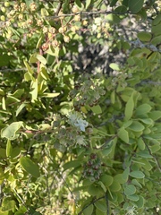 Stegnosperma halimifolium