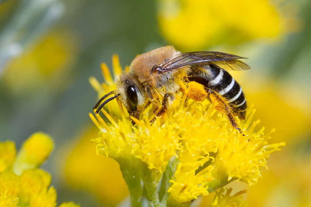 Canary Islands Cellophane Bee